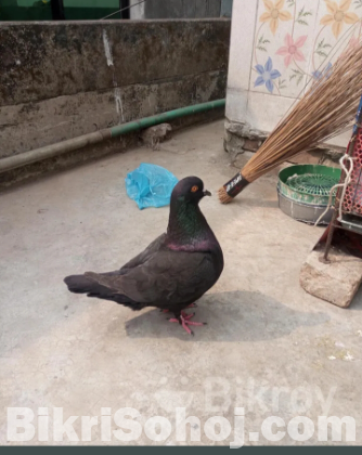 মনডিয়ান নর কবুতর  এক পিস